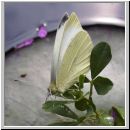 Pieris rapae - Kleiner Kohlweissling 04.jpg